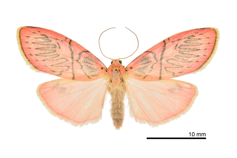 Moltochrista yueh Female
